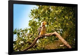 Hornbill Wild Bird-MJO Photo-Framed Photographic Print