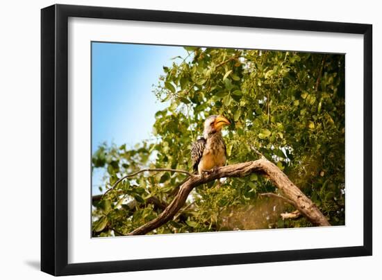 Hornbill Wild Bird-MJO Photo-Framed Photographic Print