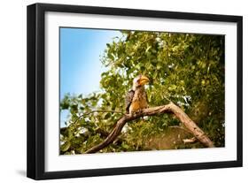 Hornbill Wild Bird-MJO Photo-Framed Photographic Print