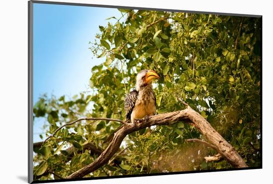 Hornbill Wild Bird-MJO Photo-Mounted Photographic Print