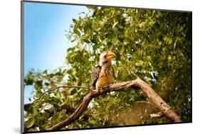 Hornbill Wild Bird-MJO Photo-Mounted Photographic Print