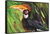 Hornbill-Rabi Khan-Framed Stretched Canvas