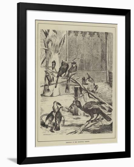 Hornbills at the Zoological Gardens-null-Framed Giclee Print