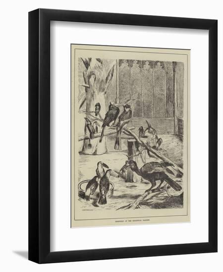 Hornbills at the Zoological Gardens-null-Framed Giclee Print