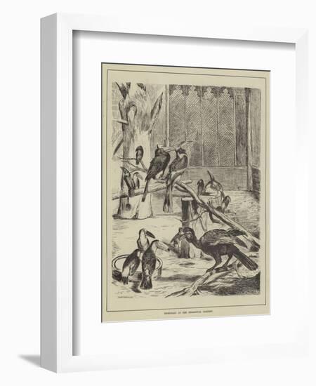 Hornbills at the Zoological Gardens-null-Framed Giclee Print