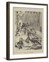 Hornbills at the Zoological Gardens-null-Framed Giclee Print