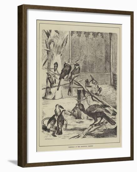 Hornbills at the Zoological Gardens-null-Framed Giclee Print
