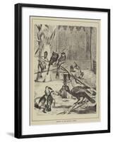 Hornbills at the Zoological Gardens-null-Framed Giclee Print