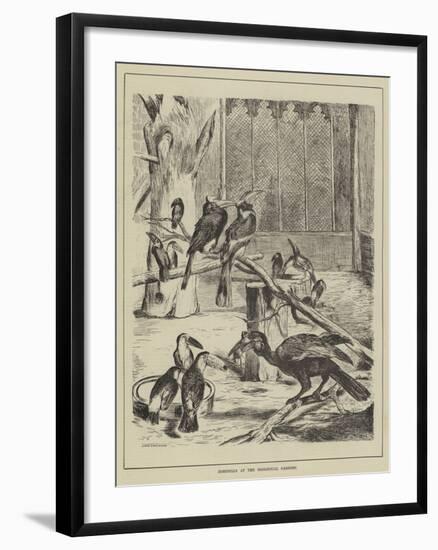 Hornbills at the Zoological Gardens-null-Framed Giclee Print