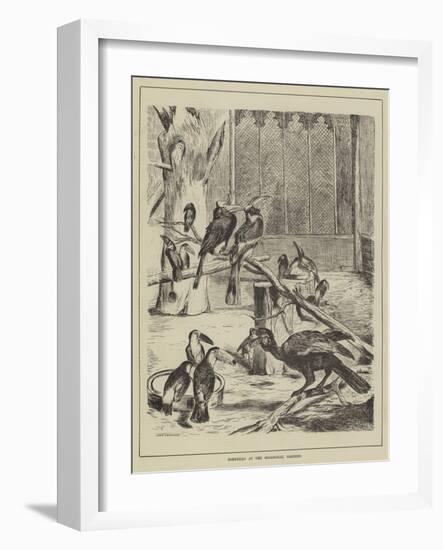 Hornbills at the Zoological Gardens-null-Framed Giclee Print