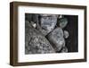 Hornblende granite rocks, California.-Zandria Muench Beraldo-Framed Photographic Print