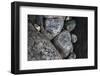 Hornblende granite rocks, California.-Zandria Muench Beraldo-Framed Photographic Print