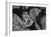 Hornblende granite rocks, California-Zandria Muench Beraldo-Framed Photographic Print