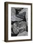 Hornblende granite rocks, California-Zandria Muench Beraldo-Framed Photographic Print