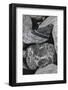 Hornblende granite rocks, California-Zandria Muench Beraldo-Framed Photographic Print