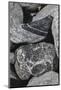 Hornblende granite rocks, California-Zandria Muench Beraldo-Mounted Photographic Print