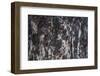 Hornblende granite rocks, California-Zandria Muench Beraldo-Framed Photographic Print