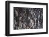 Hornblende granite rocks, California-Zandria Muench Beraldo-Framed Photographic Print