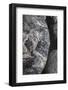 Hornblende granite rocks, California-Zandria Muench Beraldo-Framed Photographic Print