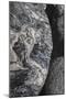 Hornblende granite rocks, California-Zandria Muench Beraldo-Mounted Photographic Print