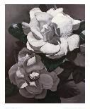 White Gardenias-Hornbuckle-Mounted Art Print