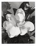 White Magnolia-Hornbuckle-Art Print
