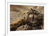 Horned adder (Bitis caudalis) close up of eye, Brandberg area, Namibia-Emanuele Biggi-Framed Photographic Print