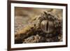 Horned adder (Bitis caudalis) close up of eye, Brandberg area, Namibia-Emanuele Biggi-Framed Photographic Print