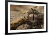 Horned adder (Bitis caudalis) close up of eye, Brandberg area, Namibia-Emanuele Biggi-Framed Photographic Print