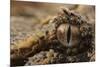 Horned adder (Bitis caudalis) close up of eye, Brandberg area, Namibia-Emanuele Biggi-Mounted Photographic Print