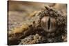 Horned adder (Bitis caudalis) close up of eye, Brandberg area, Namibia-Emanuele Biggi-Stretched Canvas