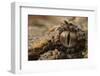 Horned adder (Bitis caudalis) close up of eye, Brandberg area, Namibia-Emanuele Biggi-Framed Photographic Print