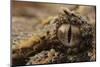 Horned adder (Bitis caudalis) close up of eye, Brandberg area, Namibia-Emanuele Biggi-Mounted Photographic Print