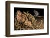 Horned adder (Bitis caudalis) waiting for passing prey in the Namib Desert, Brandberg, Namibia-Emanuele Biggi-Framed Photographic Print