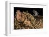 Horned adder (Bitis caudalis) waiting for passing prey in the Namib Desert, Brandberg, Namibia-Emanuele Biggi-Framed Photographic Print