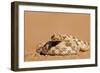 Horned Adder in a Defensive Coil-null-Framed Photographic Print
