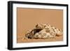 Horned Adder in a Defensive Coil-null-Framed Photographic Print