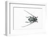 Horned Beetle Male Anoplophora Zonatrix Macro Views-Darrell Gulin-Framed Photographic Print