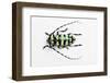 Horned Beetle Male Anoplophora Zonatrix Macro Views-Darrell Gulin-Framed Photographic Print