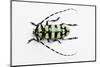 Horned Beetle Male Anoplophora Zonatrix Macro Views-Darrell Gulin-Mounted Photographic Print