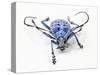 Horned Beetle Pseudomyagrus Waterhousei in Light Blue Coloration-Darrell Gulin-Stretched Canvas