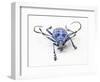 Horned Beetle Pseudomyagrus Waterhousei in Light Blue Coloration-Darrell Gulin-Framed Photographic Print