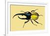 Horned Beetle-Sir William Jardine-Framed Premium Giclee Print