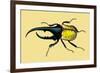 Horned Beetle-Sir William Jardine-Framed Premium Giclee Print