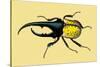 Horned Beetle-Sir William Jardine-Stretched Canvas