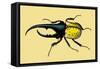 Horned Beetle-Sir William Jardine-Framed Stretched Canvas