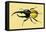 Horned Beetle-Sir William Jardine-Framed Stretched Canvas