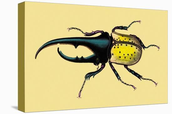 Horned Beetle-Sir William Jardine-Stretched Canvas