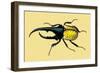 Horned Beetle-Sir William Jardine-Framed Art Print