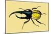 Horned Beetle-Sir William Jardine-Mounted Art Print